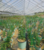 Nubia™ Clematis in nursery