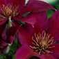 Picardy™ Clematis Flowers Close Up