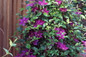 Picardy™ Clematis Vine Growing Up the Fence