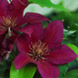 Picardy Clematis Flowers and Foliage