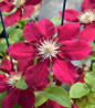 Bernadine Clematis red bloom close up