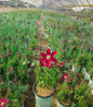 Bernadine Clematis flowering vine