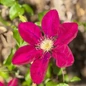 Clematis rebecca customer photo