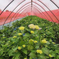 The Original Endless Summer Hydrangea Crop