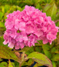 The Original Endless Summer Hydrangea pink bloom