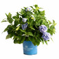 The Original Endless Summer Hydrangea in branded pot