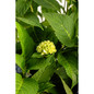 The Original Endless Summer Hydrangea top view