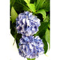 The Original Endless Summer Hydrangea flower close up