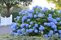 The Original Endless Summer Hydrangea Shrub with Blue Flowers