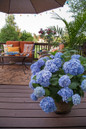 The Original Endless Summer Hydrangea in the Patio in a Planter