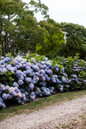 Blooming The Original Endless Summer Hydrangea Hedge