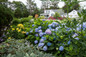 The Original Endless Summer Hydrangea in Landscaping