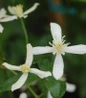 Sweet Autumn Clematis white flower close up