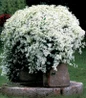 Sweet Autumn Clematis covered in blooms