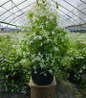 Sweet Autumn Clematis #3 pot