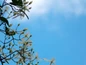 Sweet Autumn Clematis Flower Buds and Blooms in the Sky