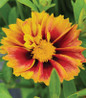 Daybreak Tickseed close-up vibrant blossoms