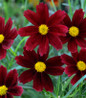 Red Elf Tickseed velvety red blooms