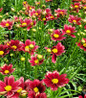 Red Elf Tickseed yellow centered flowers