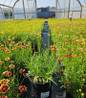 Red Elf Tickseed compact flowering mound