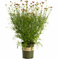 Li'l Bang Red Elf Tickseed in 1 gal branded pot