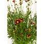 Li'l Bang Red Elf Tickseed blooming