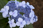 Endless Summer Twist-n-Shout Hydrangea Flower Close Up
