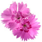 Paint the Town Fancy Pinks Dianthus Flower Petals