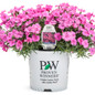 Paint the Town Fancy Pinks Dianthus in Proven Winners Pot