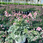 Fern-leaved Bleeding Heart Crop