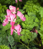 Pink Diamonds Bleeding Heart flower close up