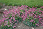 Pink Diamonds Bleeding Heart Plants Mass Planted