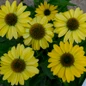 Eye-Catcher™ Canary Feathers Coneflower Flowers Close Up