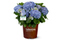 Hydrangea macrophylla