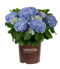 Big Daddy Hydrangea in Branded Pot