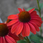 Color Coded Frankly Scarlet Coneflower Flowers Close Up