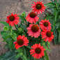 Color Coded™ Frankly Scarlet Coneflower Flowers and foliage