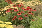 Color Coded Frankly Scarlet Coneflower Plants in the Garden