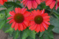 Color Coded Frankly Scarlet Coneflower Blooms