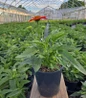 Sombrero Adobe Orange Coneflower nursery container plant