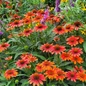 Sombrero® Flamenco Orange Coneflower
