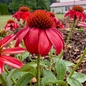 Echinacea Sombrero Salsa Red