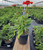 Tanager Coneflower nursery container plant