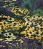 Yellow My Darling Coneflower flowering perennial
