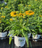 Yellow My Darling Coneflower #1 container