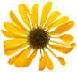 Color Coded™ Yellow My Darling Coneflower flower petals