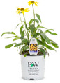 Color Coded™ Yellow My Darling Coneflower in Proven Winners Pot