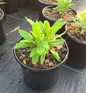 Blue Glow Globe Thistle #2 gal black pot