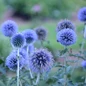 Blue Glow Globe Thistle Flowers