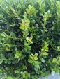 Compact Japanese Holly Leaves